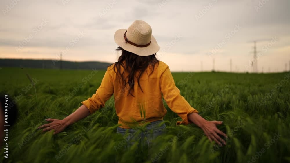 Woman wheat field. Farmer touching barley spikes in cultivated field. Selective focus, slow motion. Closeup of woman hand on plantation in agricultural crop management concept. Woman wheat field. Farmer touching barley spikes in cultivated field. Selective focus, slow motion. Closeup of woman hand on plantation in agricultural crop management concept.