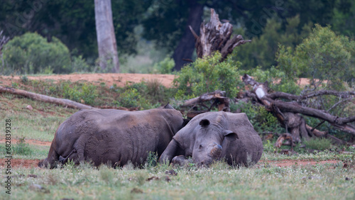 Принти на полотні White rhinos wallowing in the mud