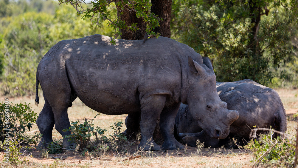 white rhino cow and calf seeking shade white rhino cow and calf seeking shade