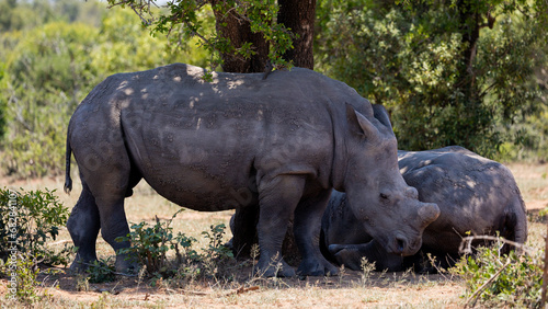 white rhino cow and calf seeking shade