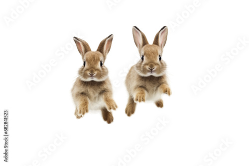 Cute Rabbit Hopping Presentation on a transparent background © Moostape