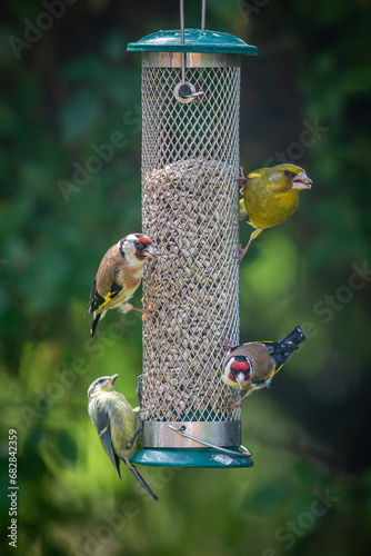 Canvas Print Goldfinches, a greenfinch and a blue tit on a garden bird feeder, with a shallow