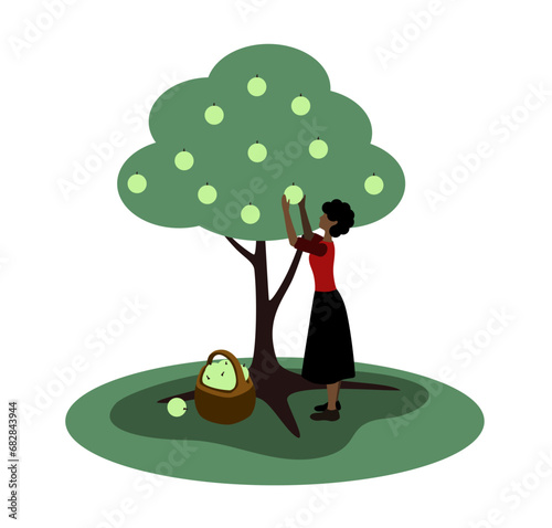 Dark skinned woman collects apples from apple tree on white background
