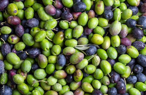 Green and black olives with leaves texture background, italian harvest