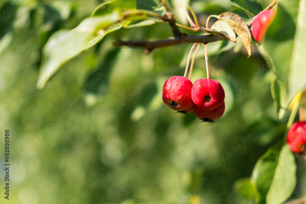 Many small red apples on the branches apple tree, sunny day, autumna lot of small red apples on a branch of an apple tree, autumn sunny day. Ripe yellow and orange ranetki on a branch. Autumn harvest Many small red apples on the branches apple tree, sunny day, autumna lot of small red apples on a branch of an apple tree, autumn sunny day. Ripe yellow and orange ranetki on a branch. Autumn harvest
