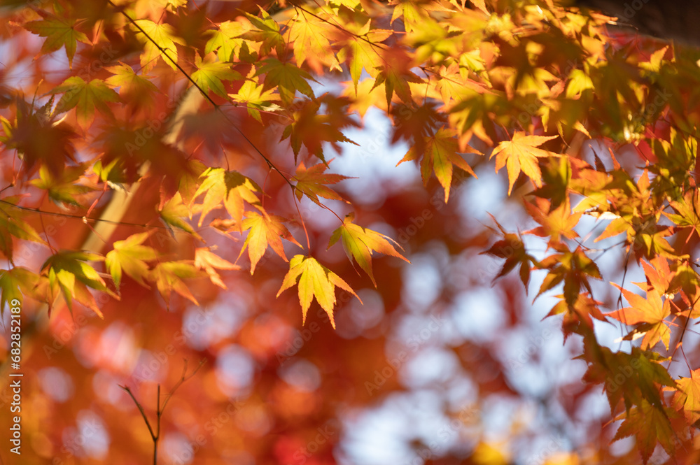 モミジの紅葉 モミジの紅葉