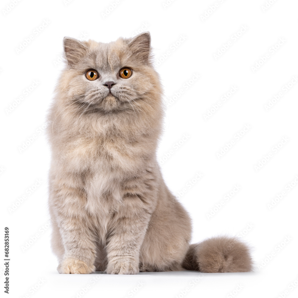 Healthy pretty young adult tortie British Longhair cat, sitting up straight. Looking towards camera with attitude. Isolated on a white background.