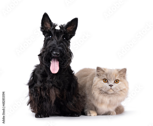 Scottish Terrier and British Longhair cat and dog sitting and laying beside each other. Looking towards camera. Isolated on a white background.