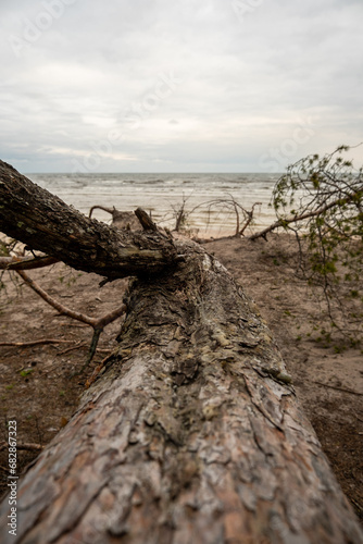 Nature s Resilience  Storm-Scattered Trees Embrace the Shoreline  Where Sea Meets Earth in a Coastal Symphony