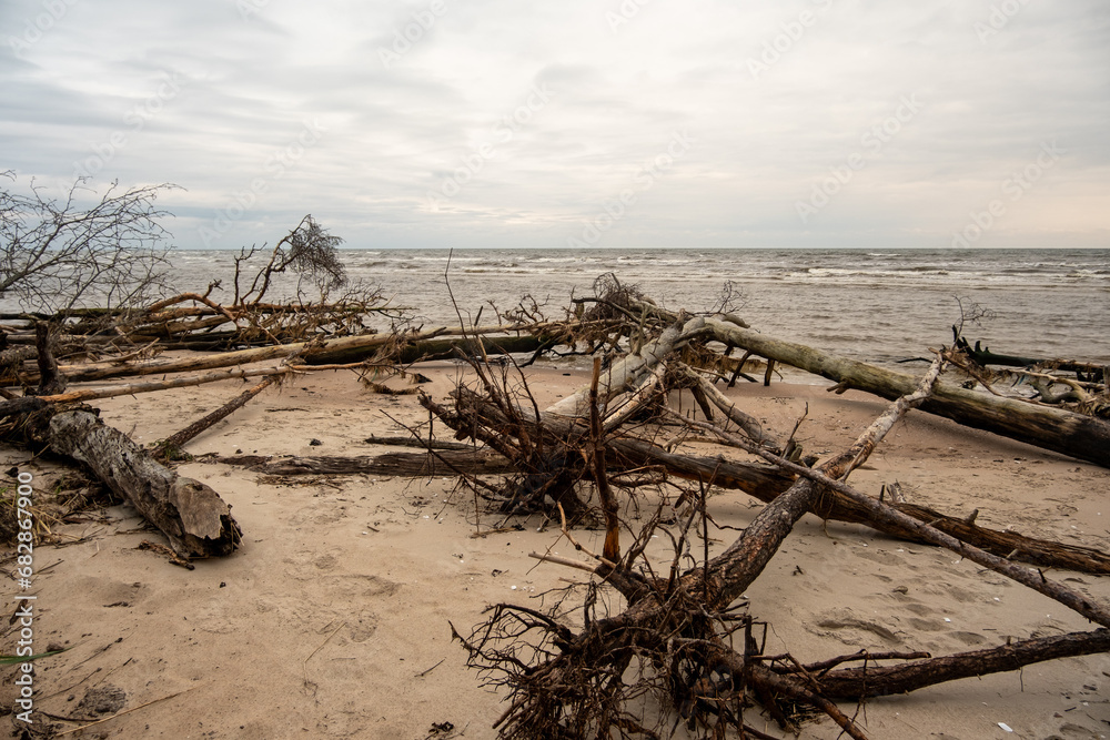 Serenade of the Shore: Fallen Trees Adorning the Seashore Canvas, Bathed in Sea's Aura Serenade of the Shore: Fallen Trees Adorning the Seashore Canvas, Bathed in Sea's Aura