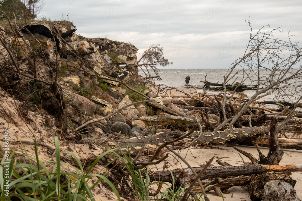 Seashore Sonata: Fallen Trees Joining the Coastal Melody of the Ever-Present Sea Seashore Sonata: Fallen Trees Joining the Coastal Melody of the Ever-Present Sea