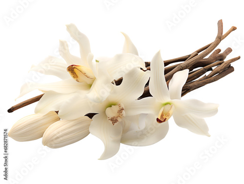 Aromatic Vanilla Pods and Delicate Orchid Flower, isolated on a transparent or white background photo