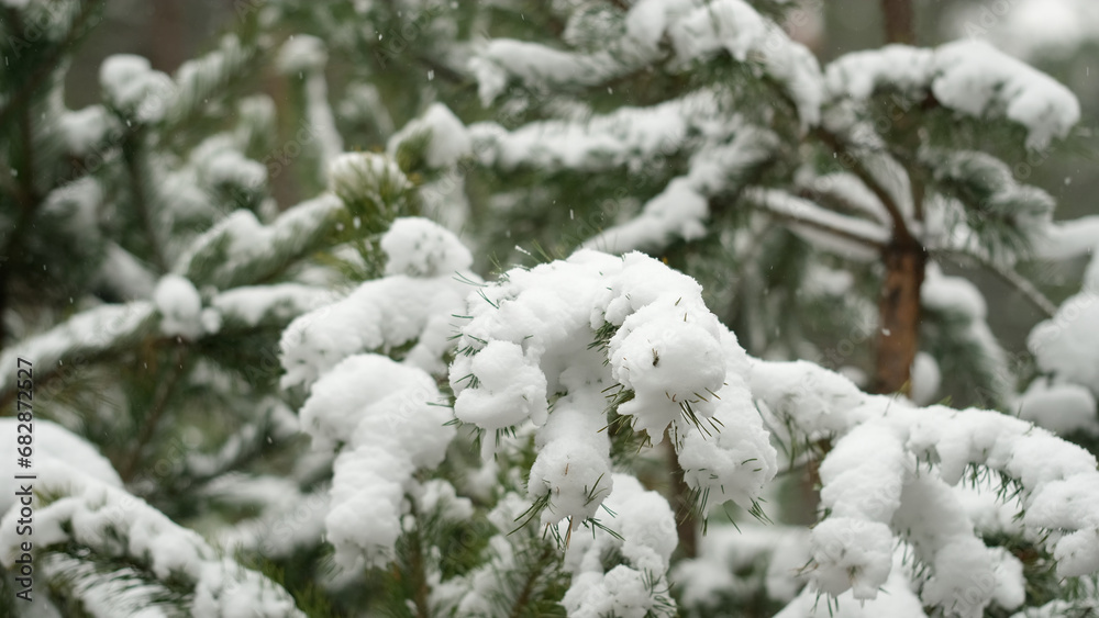 Snow falling down. Pine branches in the snow