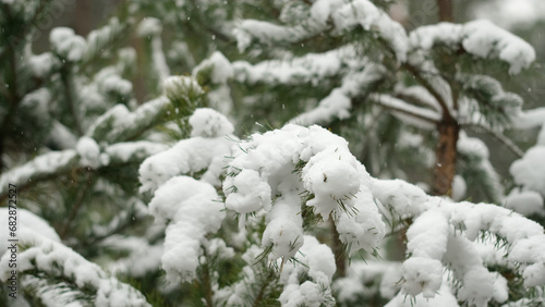 Snow falling down. Pine branches in the snow