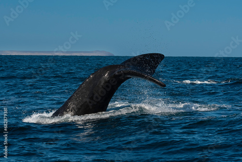 Sohutern right whale tail lobtailing, endangered species, Patagonia,Argentina © foto4440