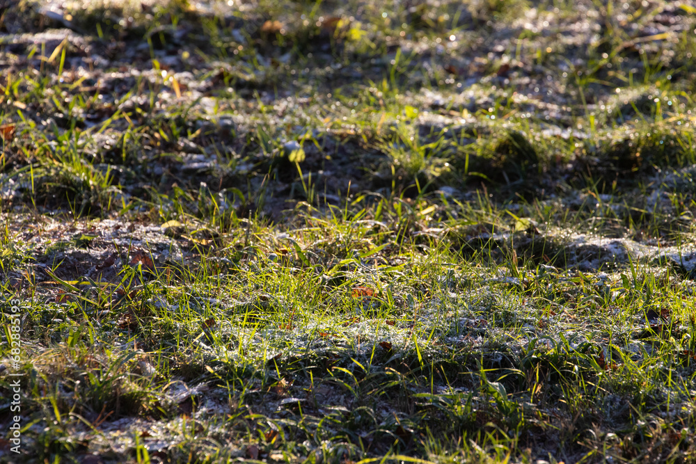 Fototapeta premium Green grass covered with first snow. 