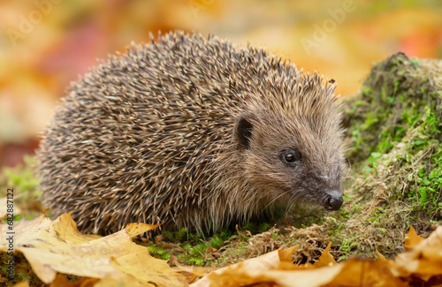 Hedgehog, Scientific name: Erinaceus Europaeus. Close up of a wild, European hedgehog in Autumn, foraging on a moss covered tree stump. Facing right. Copy space. Horizontal.