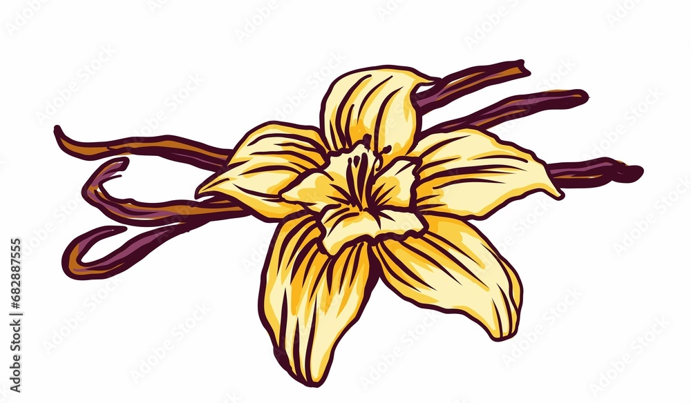 elements for the design of hand-drawn vanilla fruit pods with a flower, for your compositions, packaging design, textiles, lantern, paper, dishes