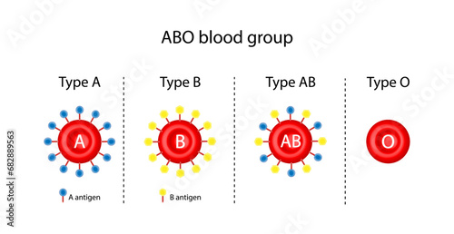 ABO Blood groups. four blood types, A,B, AB and O groups, made up from combinations of the type A and type B antigens. Blood donation. Blood droplets. Vector illustration.