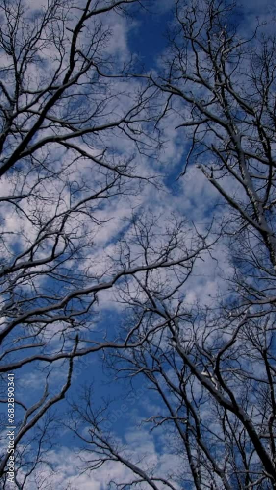 Vertical video. Tree tops and branches with snow on the background of the sun and blue sky. Winter and forest with a park. Vertical video. Tree tops and branches with snow on the background of the sun and blue sky. Winter and forest with a park.