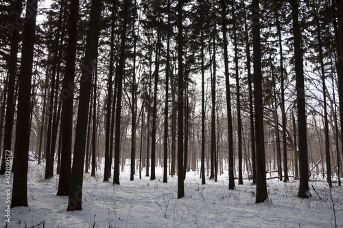 A Stand Of Pine Trees In The Wintertime With Snow Covered Ground