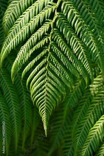 Soft tree fern leaves