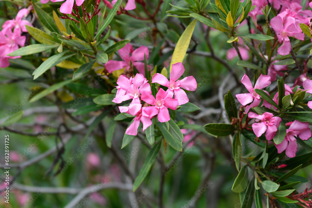 Obraz premium Common oleander flowers