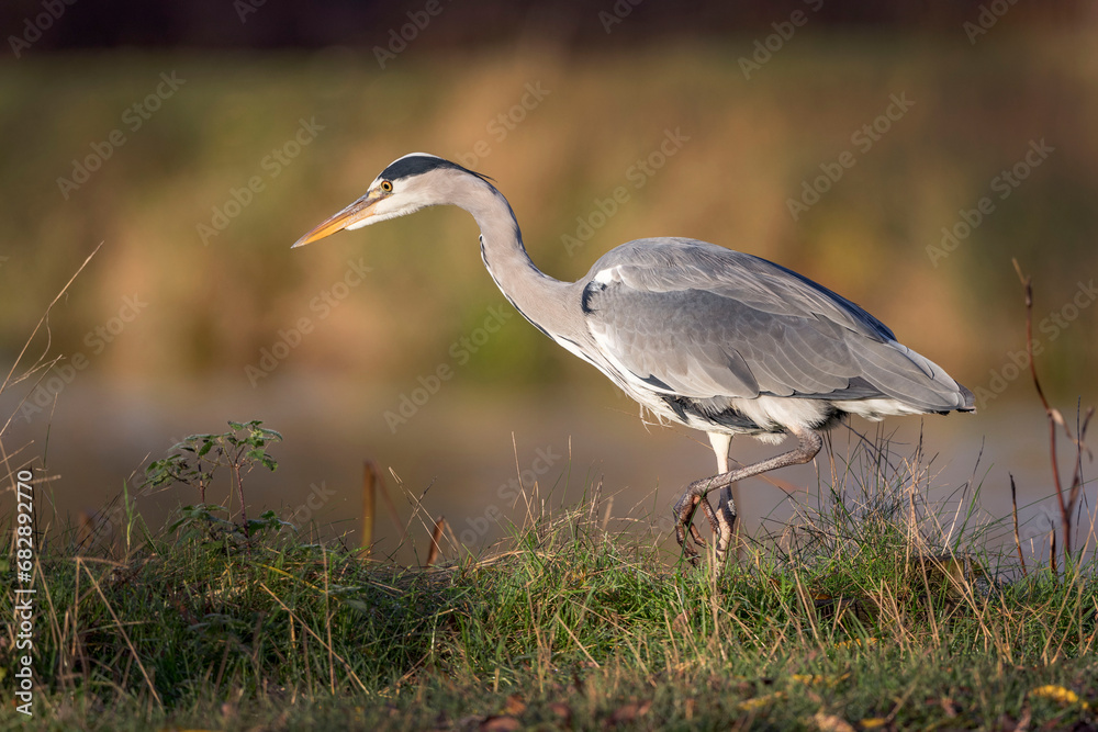 Fototapeta premium Grey heron has an eye on something