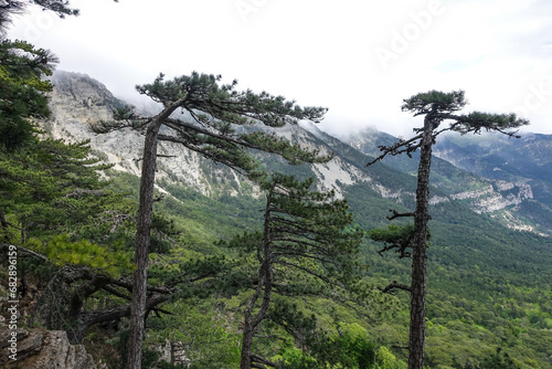 Picturesque view of the city of Yalta and the Black Sea from Ai-Petri mountain in Crimea. Mountain landscape with trees in the clouds. Clouds over Ai-Petri Mountain. Crimean Peninsula