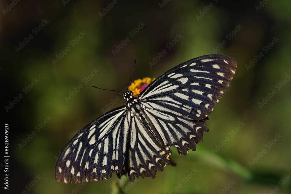 butterfly on a leaf
