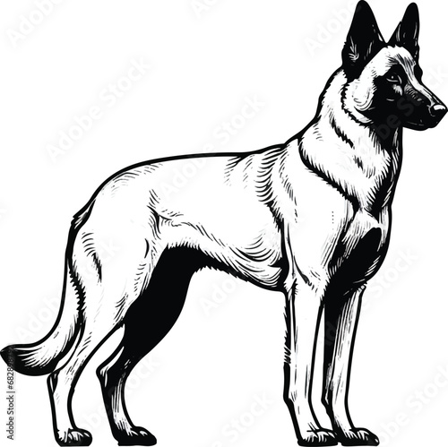 Black and White Vector Illustration of a Belgian Malinois Dog Standing