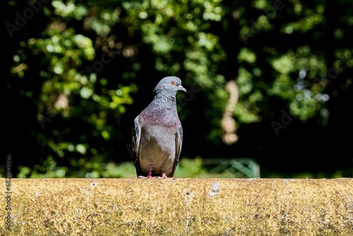 Indian Pigeon OR Rock Dove - The rock dove, rock pigeon, or common pigeon is a member of the bird family Columbidae. In common usage, this bird is often simply referred to as the 