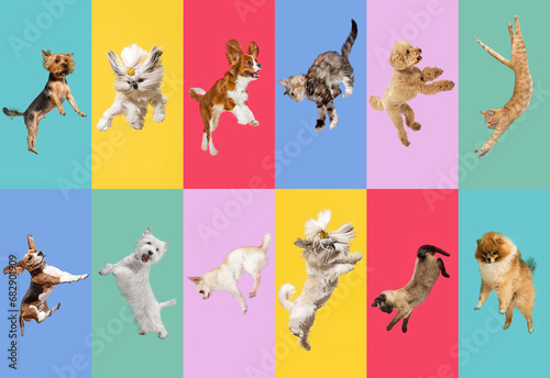Fototapeta Naklejka Na Ścianę i Meble -  Adorable dogs in motion, playing, jumping against multicolored studio background. Pet friends, companion, care, love. Creative collage of different breeds of dogs. Flyer for your ad.