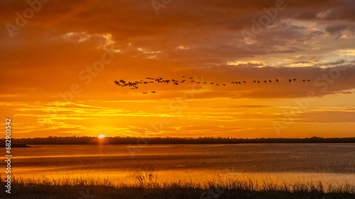 Flock of birds flying aganist a sunset sky over Upper Myakka Lake in Myakka River State Park in Sarasota Florida USA photo