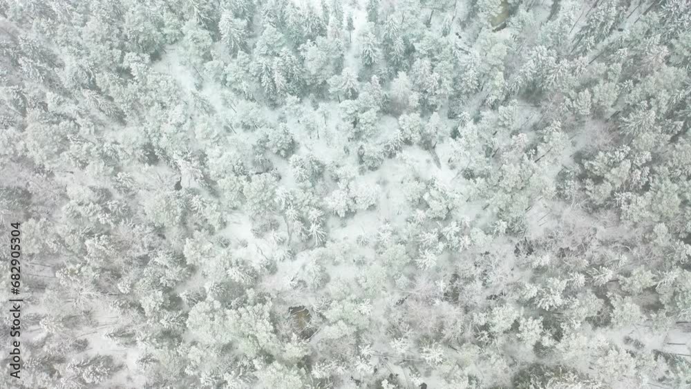 Aerial view of a frozen forest with snow covered trees at winter. Flight above winter forest in Sweden, top view. Aerial view of a frozen forest with snow covered trees at winter. Flight above winter forest in Sweden, top view.