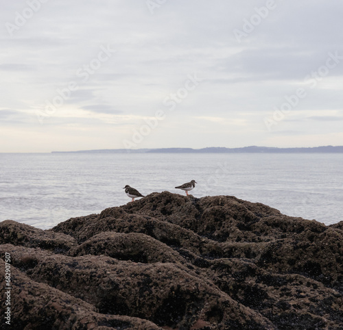 two sea birds sat on a rock 