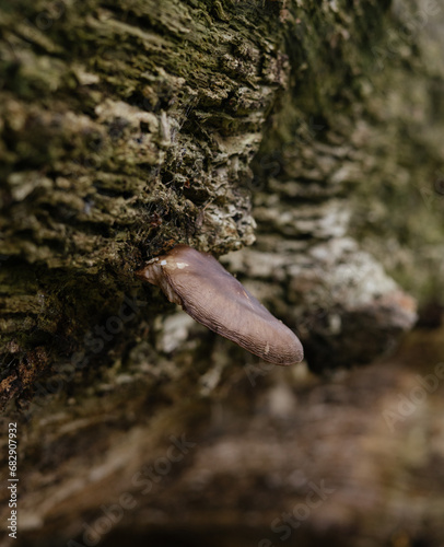mushroom on a tree