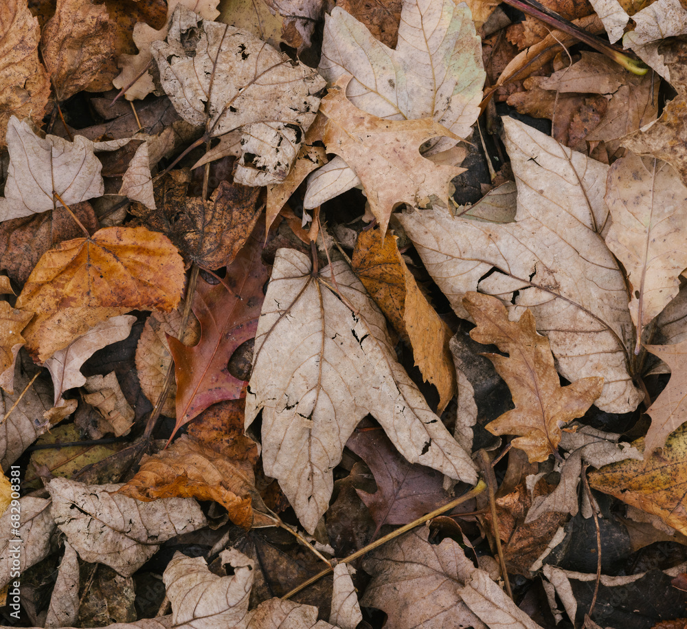 fallen autumn leaves