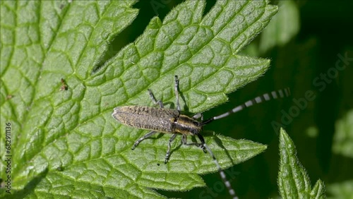 Agapanthia dahli villosoviridescens, also known as the golden-bloomed grey longhorn beetle photo