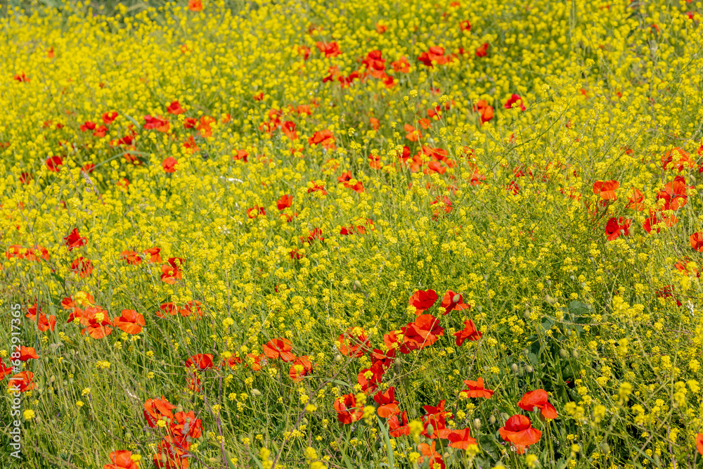 Selective focus of multicolored wildflowers growing on green grass meadow in spring, Red papaver rhoeas (Common poppy) Yellow Rapeseed or Oilseed rape occur (Sinapis alba) Natural floral background.