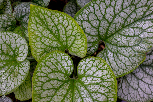 Selective focus of Brunnera macrophylla leaves, The Siberian bugloss, Largeleaf brunnera or Heartleaf is a species of flowering plant in the family Boraginaceae, Nature greenery pattern background. photo