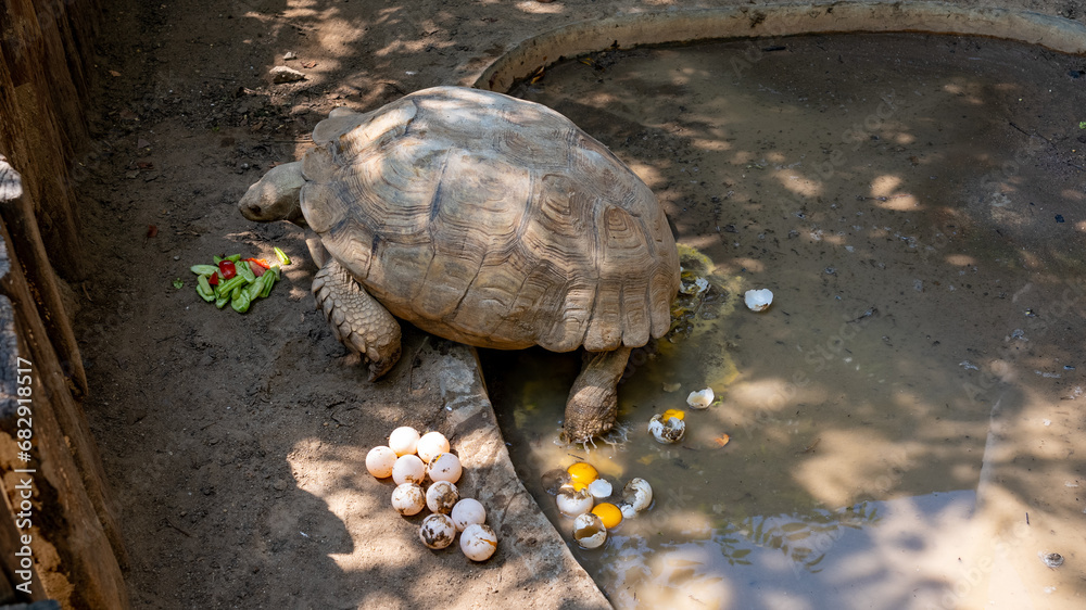 Obraz premium Turtles Terrapins and Tortoise