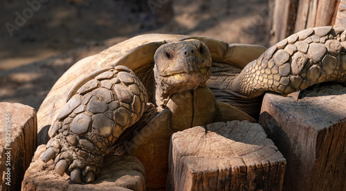 Turtles Terrapins and Tortoise  © David