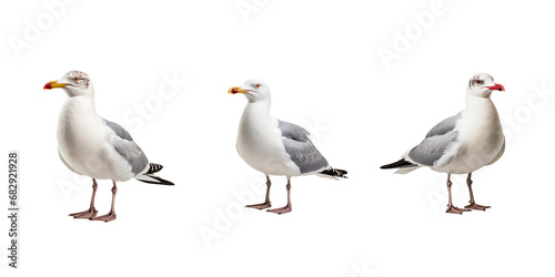 gull isolated on white background