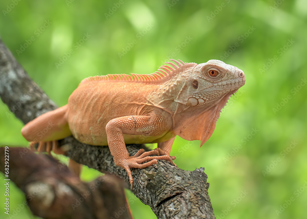 Fototapeta premium iguana on a branch