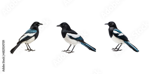 magpie isolated on white background