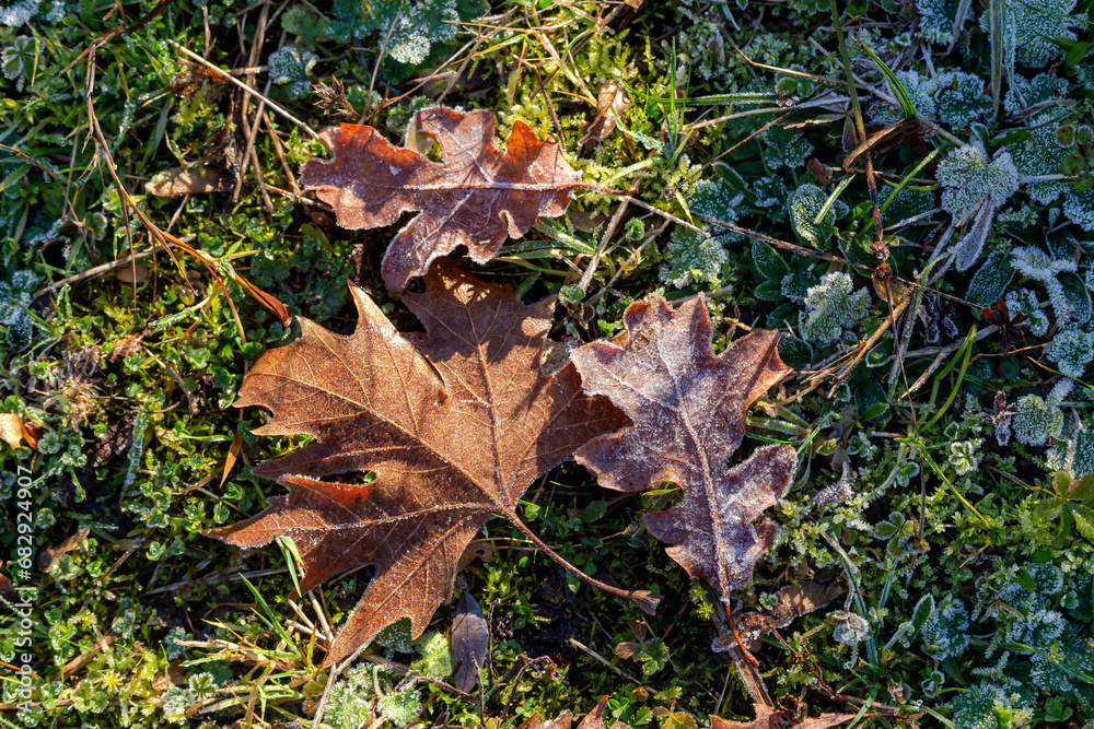 The fallen leaves in autumn forest at sunny weather The fallen leaves in autumn forest at sunny weather