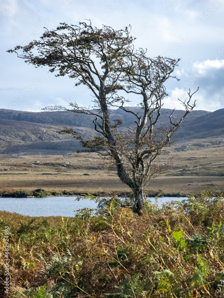 Lone tree in Glenveagh National Park in County Donegal, Ireland Lone tree in Glenveagh National Park in County Donegal, Ireland
