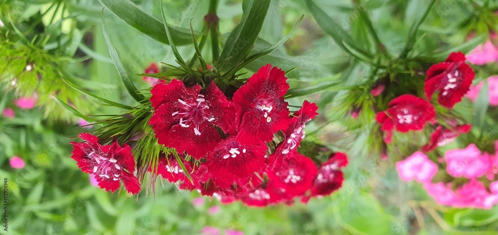 Fototapeta premium red and white flowers