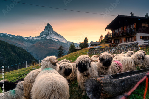 Print op canvas View of Valais blacknose sheep in stable and cottage on hill with Matterhorn mou